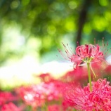 『母の様子』の画像