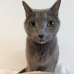 保護猫譲渡るーむ（仙台市　あにまるロック診療所）