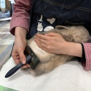 ブラシ入荷しました！！