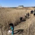 ヨシ刈り体験・配布会を行いました