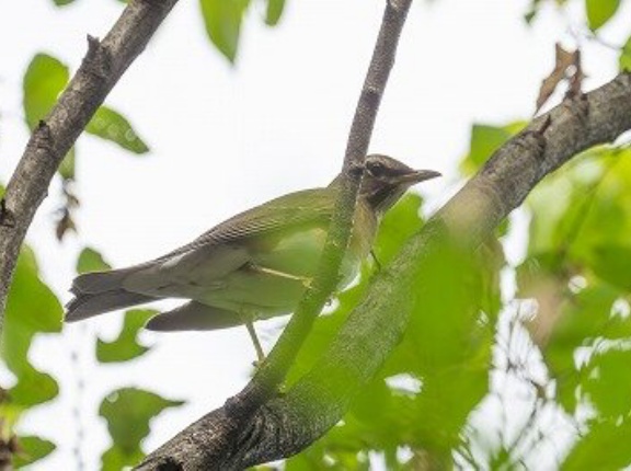 2025年10月17日の野鳥公園