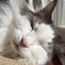 2月22日　猫の日