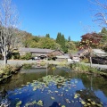 秋の旅9日目〜今年もアントニオ猪木氏の墓参❗️今日で青森県とお別れです。十和田市蔦温泉