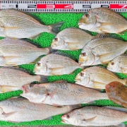 2025年12月8日　釣果