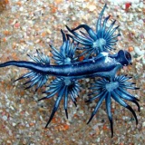 アオミノウミウシとかいう海の守護神