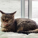 猫とホカホカ布団