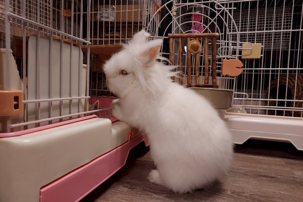 ❤️ 白うさぎ様❤️ シルバニアファミリー 赤ちゃん 白うさぎ しろうさぎ 白ウサギ