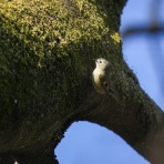 かるかんタイムズ