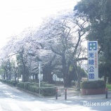 『【綾瀬市シリーズ】光綾公園の桜』の画像