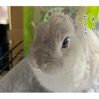 うさぎのルリ(1/5追記)