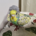 カズナル　～鳥達の襲撃