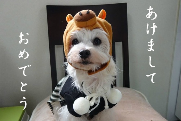 犬の美容室アスティ 蘇我店ブログ