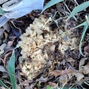 取り残したキノコ