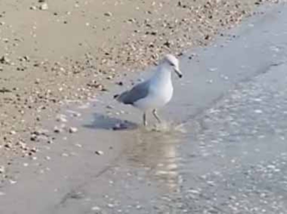 波打ち際に１羽のカモメがいた。何それカワイイ♪ → 陽気にこうします…