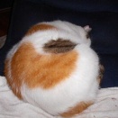 猫に小判を与えたら。 埋蔵金：千九百伍拾九両　いやいやぁマジぃかぁ～アイツぅ？
