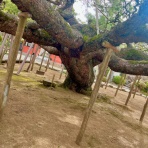 かのんがのん〜毛玉と日々のかけら〜