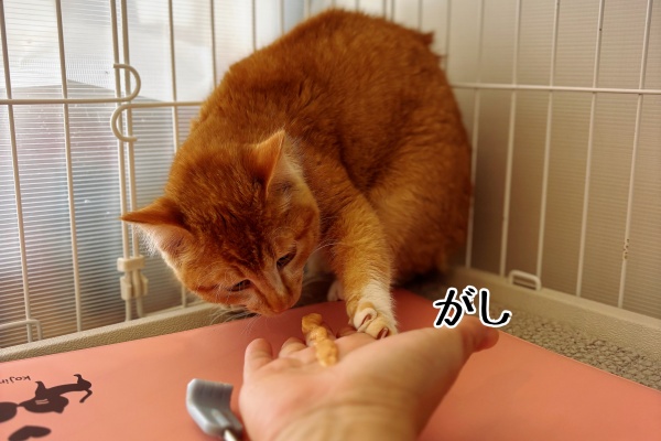 猫とお酒と日々のこと Powered by ライブドアブログ