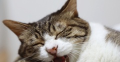 猫の居場所。