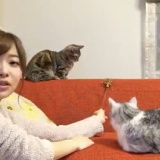 【SHOWROOM】指原莉乃が2匹の猫と共演www