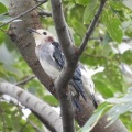 2026年9月2日の野鳥公園