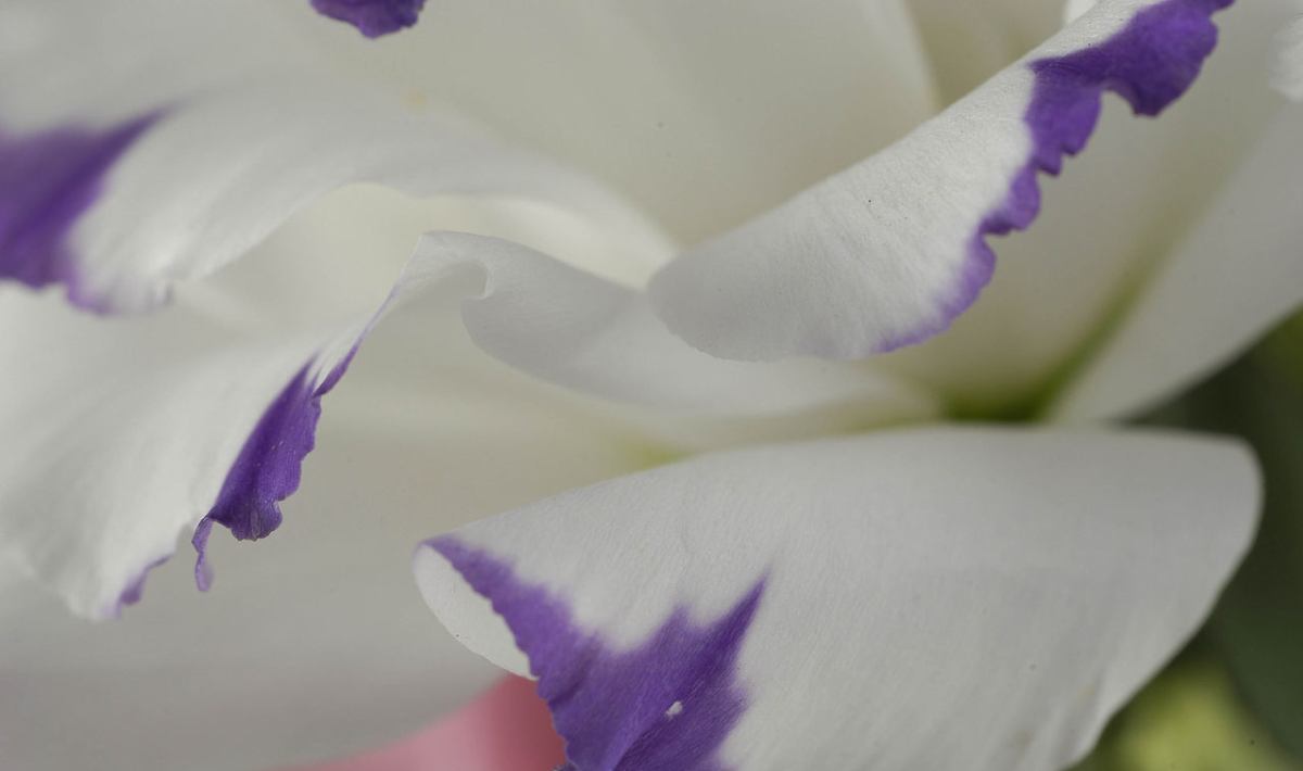 2ch系 真剣佑 まっけんゆう がイケメンすぎると話題に