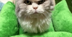 ケイのために作った猫ベッドとどらやきヌーボー