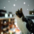 雪夜に佇む、願いを秘めた猫