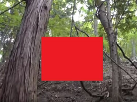 【恐怖】渓流釣り中にクマに襲われた人、ヤバすぎる…