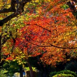 『紅葉狩りｽﾎﾟｯﾄ🍂『2025.11 岡山後楽園』/ 岡山市北区後楽園』の画像