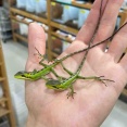 2階トカゲ新入荷
