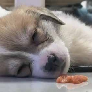 猫の動画 ねこわん！