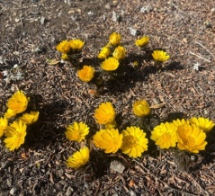 春の息吹＠福寿草＆節分草🌼