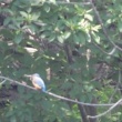 今日の野鳥　オオヨシキリ・カワラヒワ・カワセミ・トビ・キジ・ホオジロ