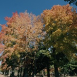 『2025.11『岡山県総合ｸﾞﾗｳﾝﾄﾞの紅葉🍂❸』岡山市北区いずみ町』の画像