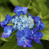 花散歩