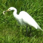 Tokyo_wildbirdpark_blog