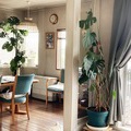 モンステラの管理