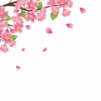 主婦『ざっぱ』の「めざせ！スッキリ空間」