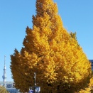 平和を担う広島の女性知事