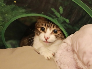 戻ってきた猫。