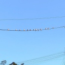 カワユイ行列なのだ。