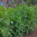 絹さやエンドウに実が付く