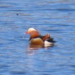 八ヶ岳自然アルバム
