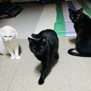 M.Yさんのお当番日記『プロポーズ』。