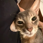 おうちごはんとおかしとねこ