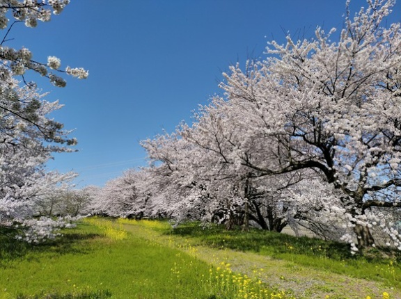 加治川堤桜並木と弁天潟風致公園の花見　山菜採りもね
