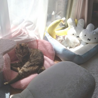 実物のﾈｺﾁｬﾝたちセカンド158