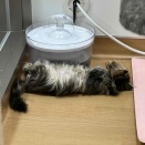 ペルシャちゃんのへそ天♪