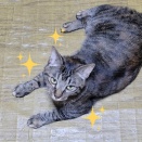 モテモテチョコちゃん💝