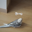 クスィー探検隊